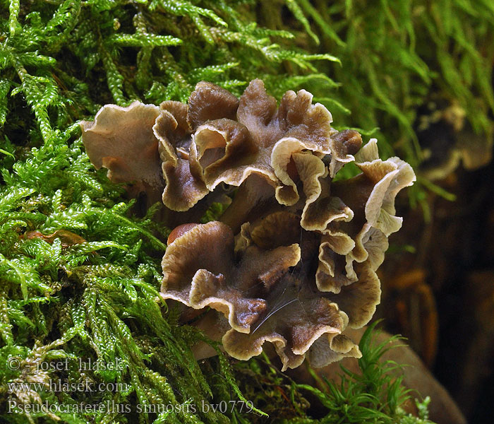 Pseudocraterellus sinuosus Liška kadeřavá