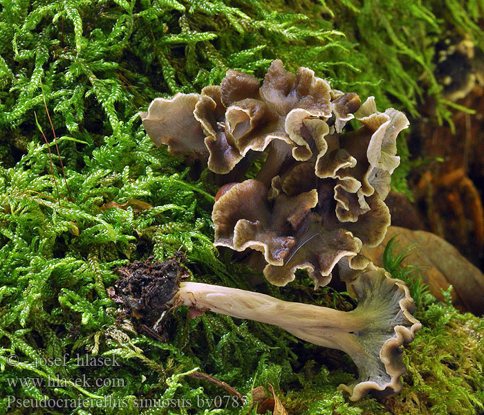 Pseudocraterellus sinuosus Stroček kadeřavý