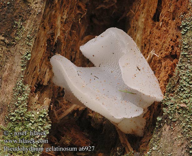 Pseudohydnum gelatinosum Jelly Tooth Bævretand Orahytykkä