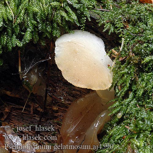 Pseudohydnum gelatinosum aj4590