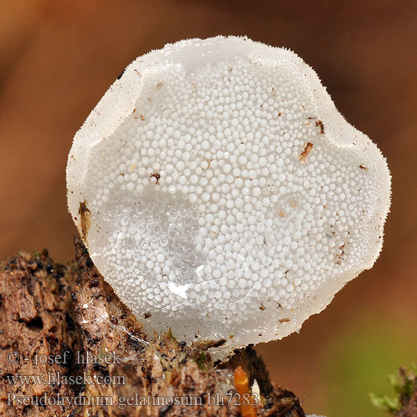 Pseudohydnum gelatinosum bh7283