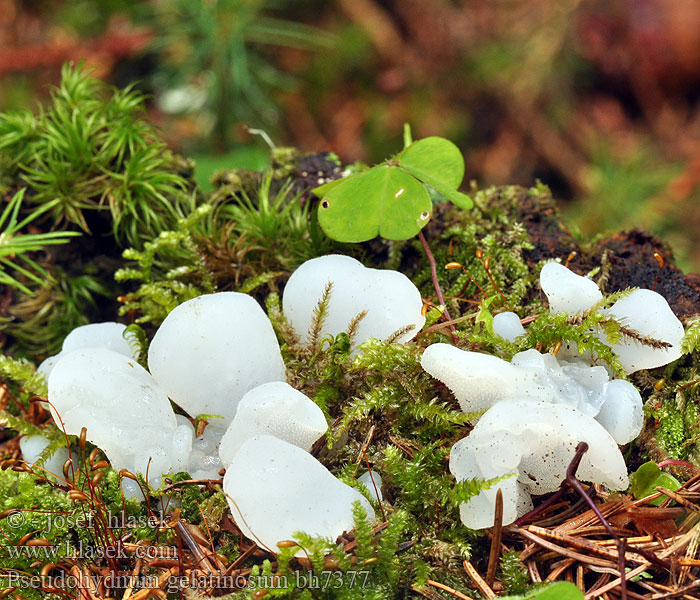 Pseudohydnum gelatinosum bh7377