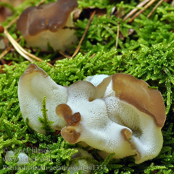 Pseudohydnum gelatinosum bi1333