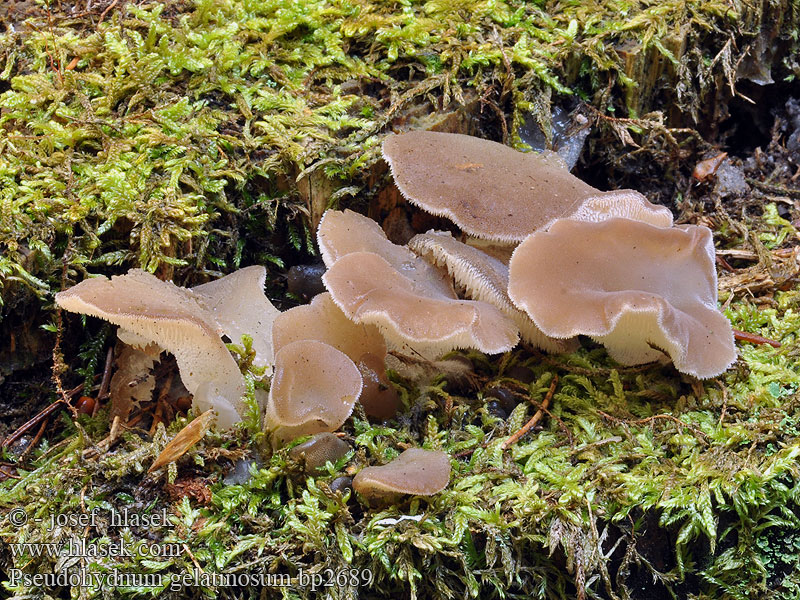 Pseudohydnum gelatinosum Jelly Tooth Stekeltrilzwam