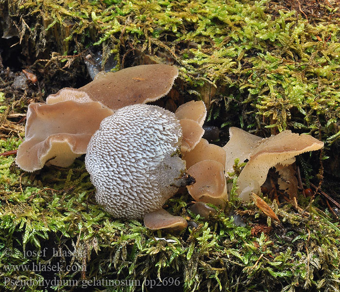 Pseudohydnum gelatinosum Gallertstacheling Zitterzahn