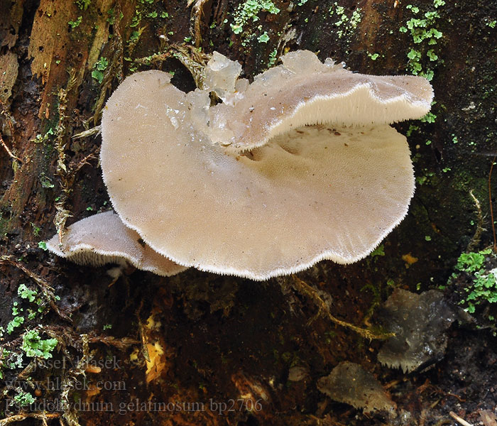 Pseudohydnum gelatinosum Rosolozub huspenitý