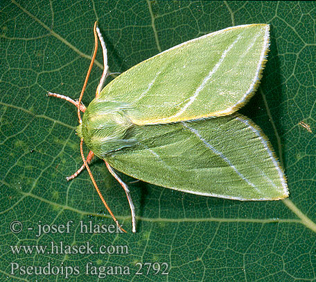 Pseudoips fagana Green Silver-lines Zelenka buková Zeleněnka buková