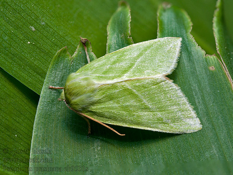 Pseudoips prasinana