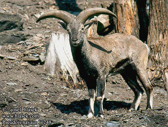 Pseudois nayaur Himalaya Blue Sheep Blåsau Bharal mouton bleu sauvage blauwe schaap bahral Blauschaf nachur Nahur tibetský bharal Oveja azul Tibetanskt blåfår Bharal bras Bàral Нахур Puolilammas كۆكمەت 岩羊