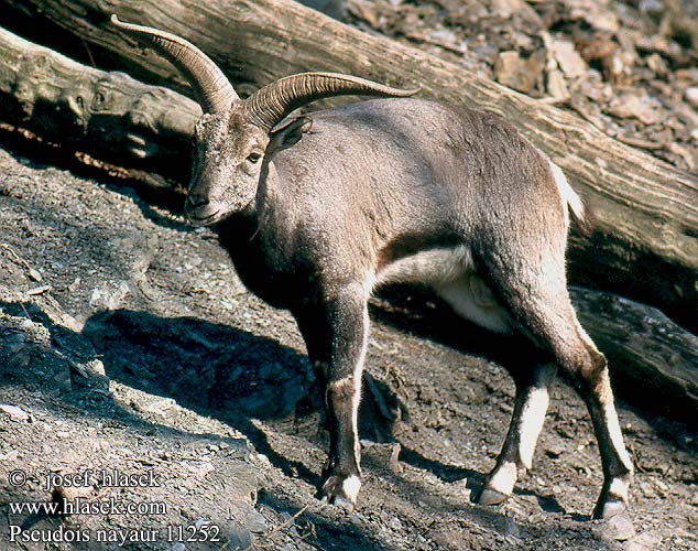 Blauschaf nachur Nahur tibetský bharal Oveja azul Tibetanskt blåfår Bharal bras Bàral Нахур Puolilammas كۆكمەت 岩羊 Pseudois nayaur Himalaya Blue Sheep Blåsau Bharal Mouton bleu sauvage blauwe schaap bahral