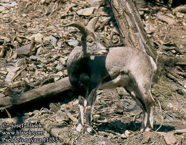 Pseudois nayaur 11253