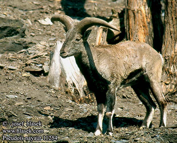 Нахур Puolilammas كۆكمەت 岩羊 Pseudois nayaur Himalaya Blue Sheep Blåsau Bharal Mouton bleu sauvage blauwe schaap bahral Blauschaf nachur Nahur tibetský bharal Oveja azul Tibetanskt blåfår Bharal bras Bàral