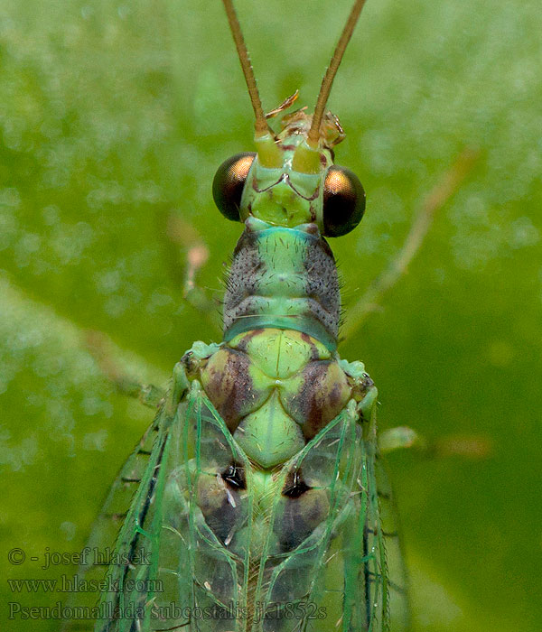Pseudomallada subcostalis