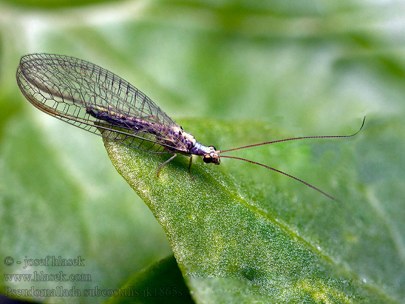 Pseudomallada subcostalis