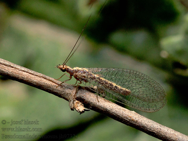 Pseudomallada venosus