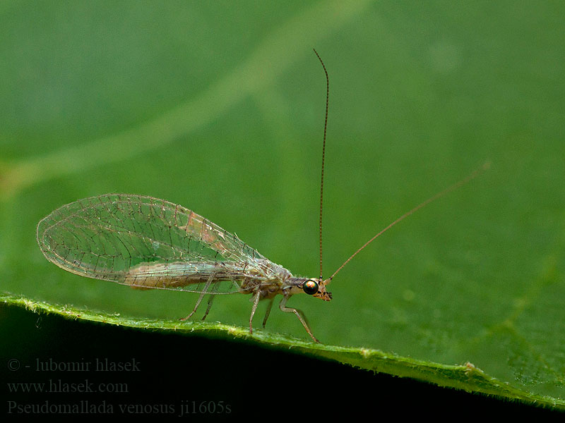 Pseudomallada venosus