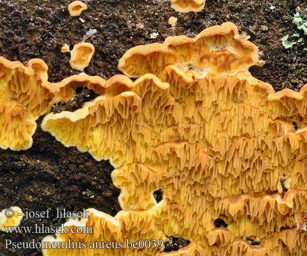 Pseudomerulius aureus Mérule doré Dřevomorka zlatá Kultarypykkä