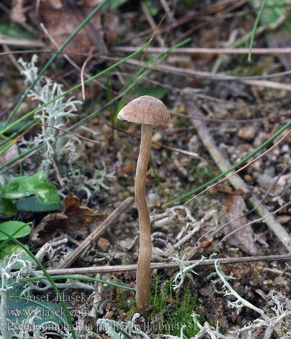 Pseudoomphalina pachyphylla Clitocybe Kalichovka tlustolupenná