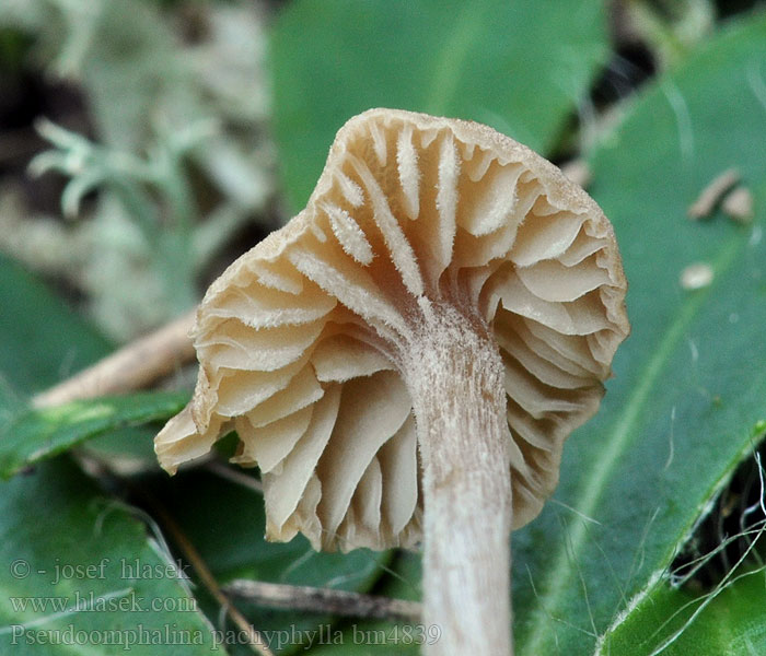 Pseudoomphalina pachyphylla Clitocybe Galliger Trichterling