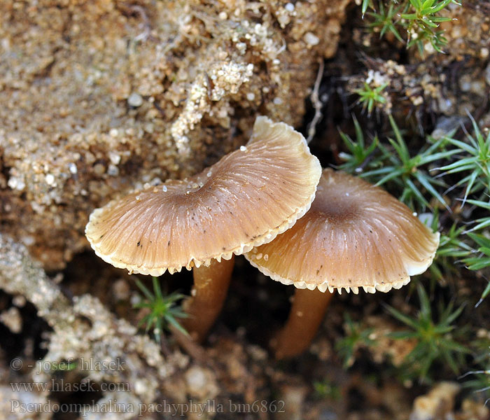 Pseudoomphalina pachyphylla Clitocybe Bittere trechterzwam