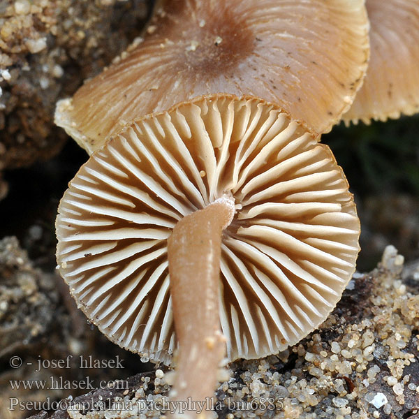 Pseudoomphalina pachyphylla Clitocybe Besk mjölnavling