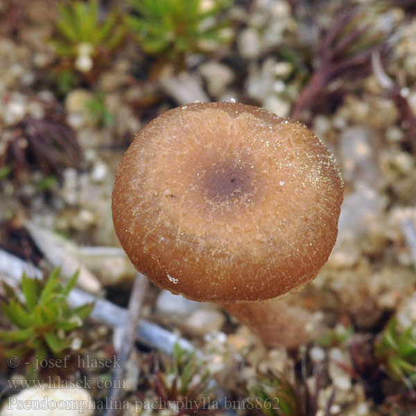 Pseudoomphalina pachyphylla Clitocybe Clitocybe larges lames