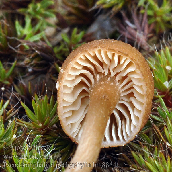 Pseudoomphalina pachyphylla Kalichovka tlustolupenná