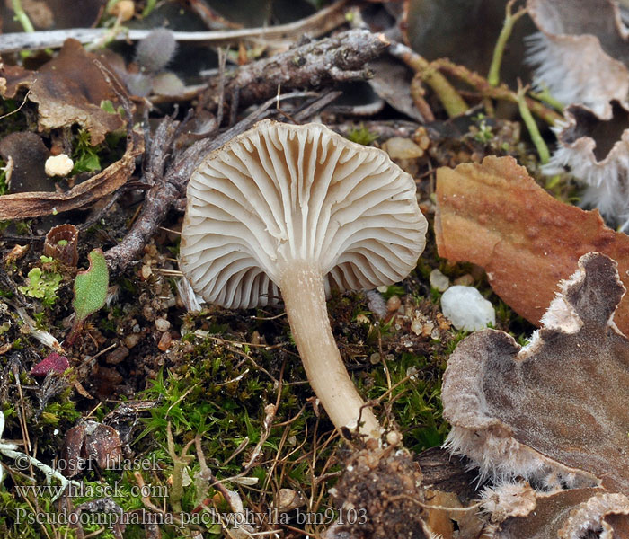 Pseudoomphalina pachyphylla