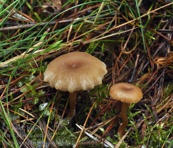 Pseudoomphalina pachyphylla Galliger Trichterling