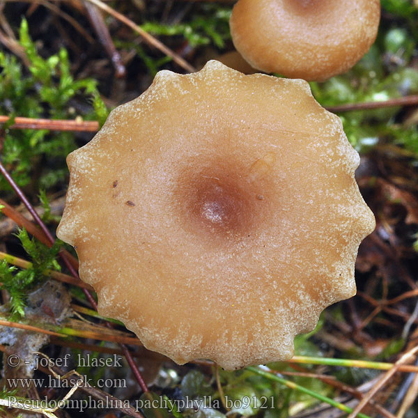 Pseudoomphalina pachyphylla Besk mjölnavling