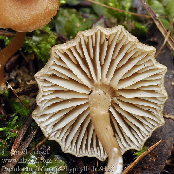 Pseudoomphalina_pachyphylla_bo9128