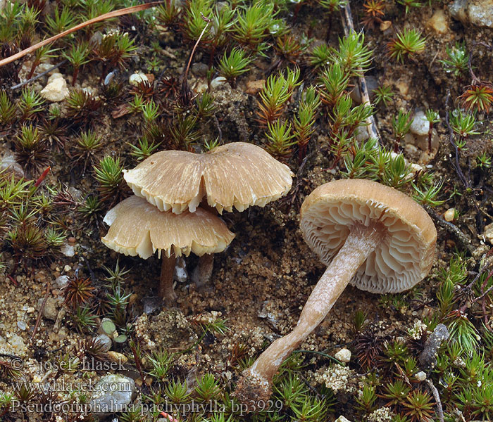 Pseudoomphalina_pachyphylla_bp3929