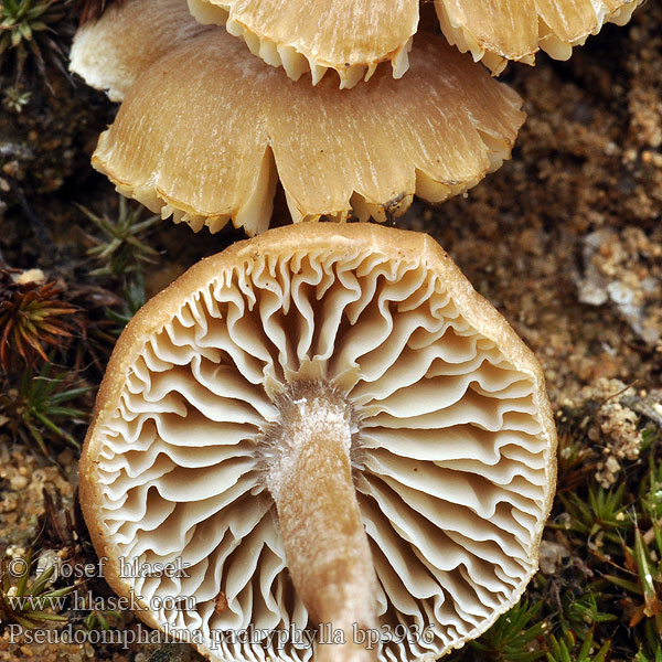 Clitocybe pachyphylla Kalichovka tlustolupenná