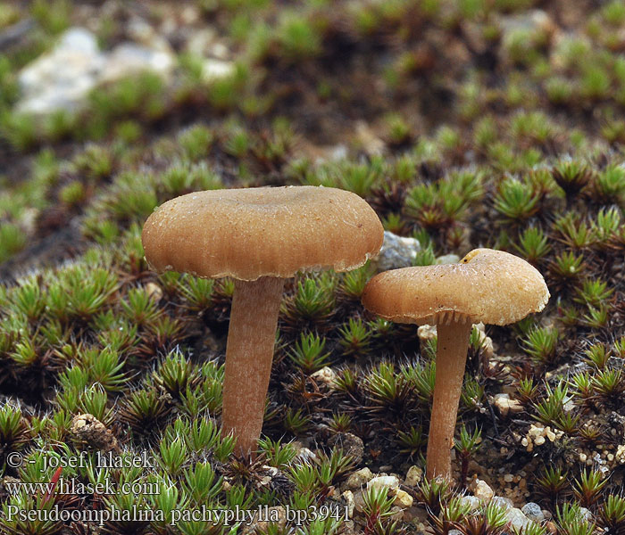 Kalichovka tlustolupenná Omphalina pachyphylla Clitocybe