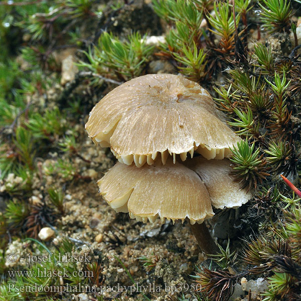 Pseudoomphalina_pachyphylla_bp3950