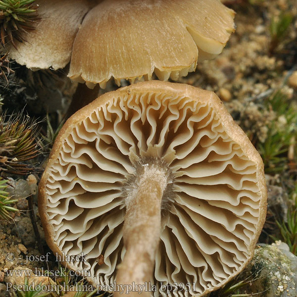 Clitocybe pachyphylla Bittere trechterzwam