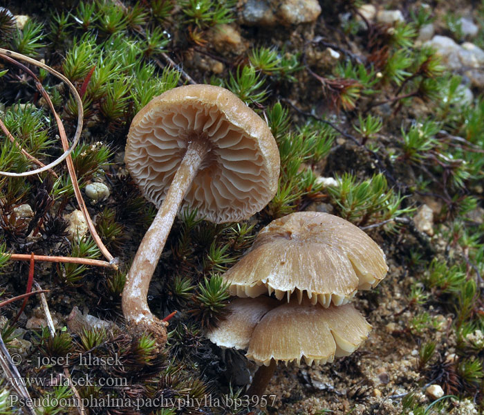 Clitocybe pachyphylla Besk mjölnavling