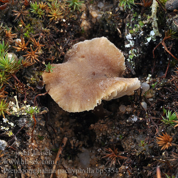 Pseudoomphalina_pachyphylla_bp5354