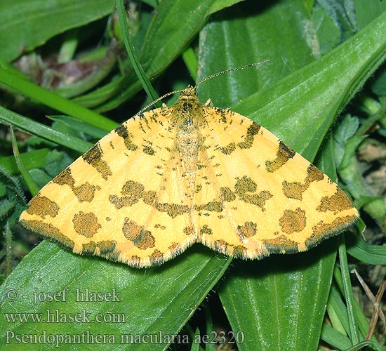 Pseudopanthera macularia Speckled Yellow Panthere