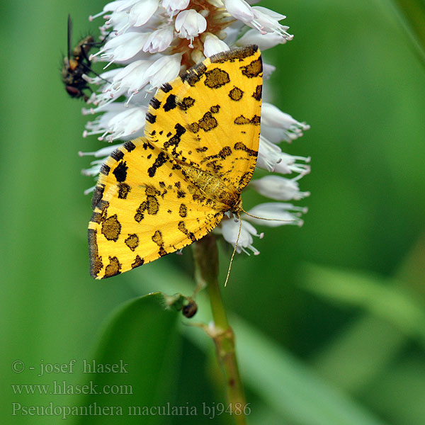 Speckled Yellow Panthere Párducfoltos araszoló Pantherspanner