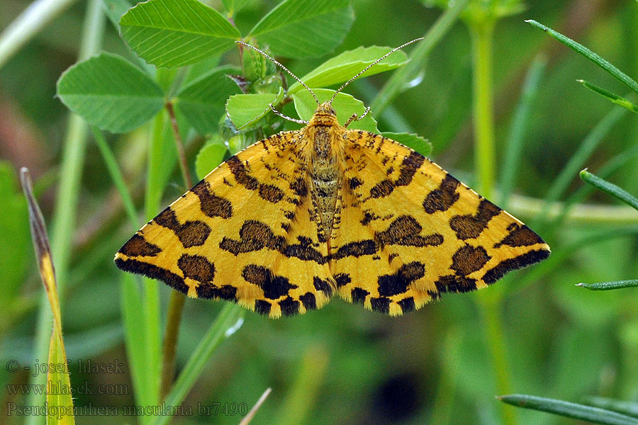 Zejkovec hluchavkový Pseudopanthera macularia