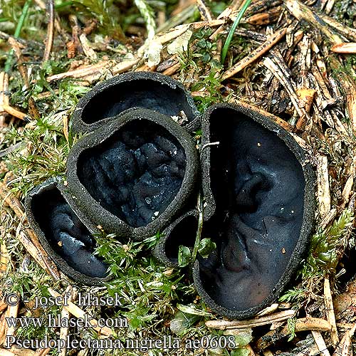 Pseudoplectania nigrella ae0608