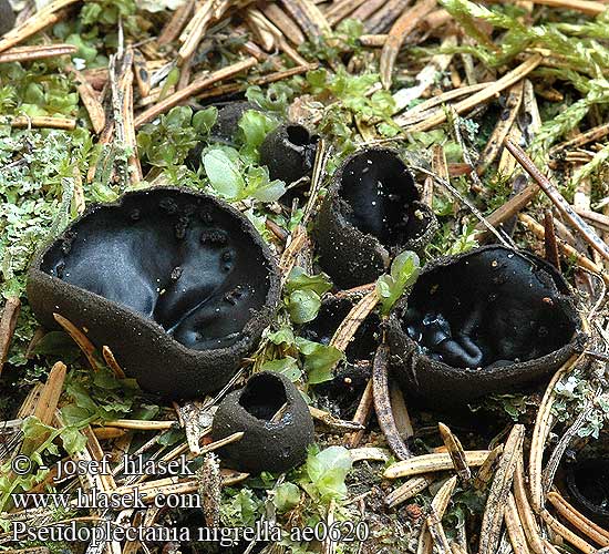 Pseudoplectania nigrella ae0620