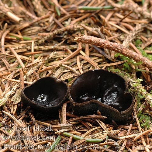 Pseudoplectania nigrella aj6285