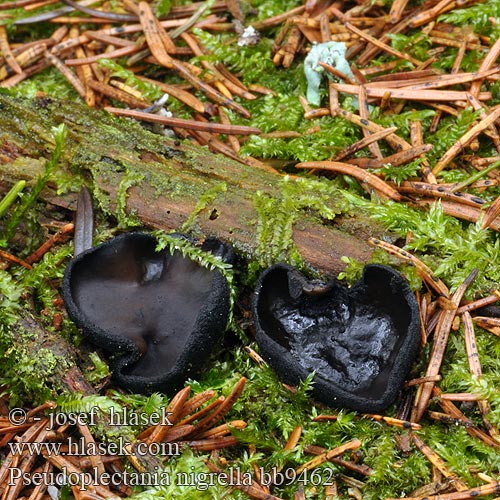 Pseudoplectania nigrella bb9462