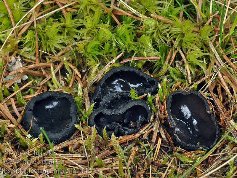 Pseudoplectania nigrella Ušíčko černé Псевдоплектания черноватая