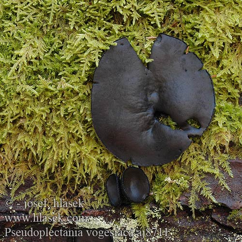 Pseudoplectania vogesiaca melaena Ušíčko jedlové černavé Vogeška polpletenka Misôčka tmavá Plectanie long pied Pézize Gestielter Schwarzborstling Tannen-Schwarzborstling Uszko czarniawe