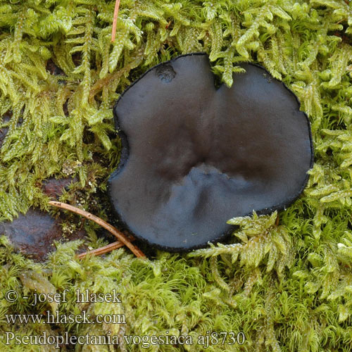 Pseudoplectania vogesiaca aj8730