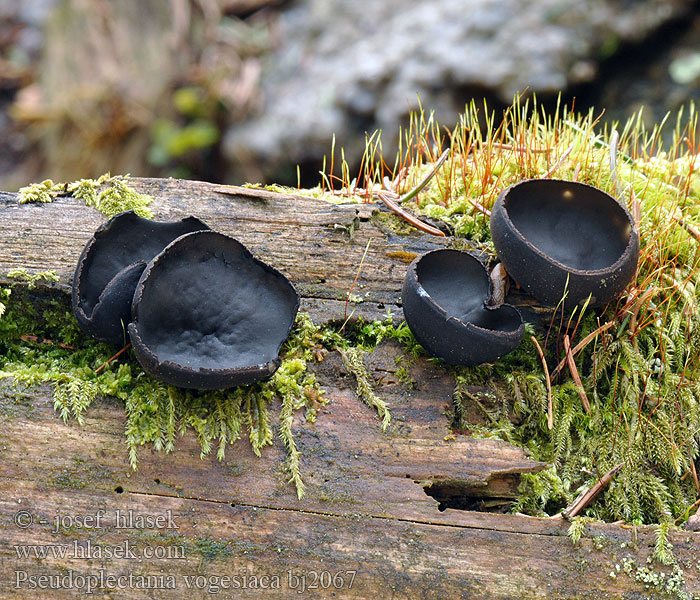 Pseudoplectania vogesiaca bj2067