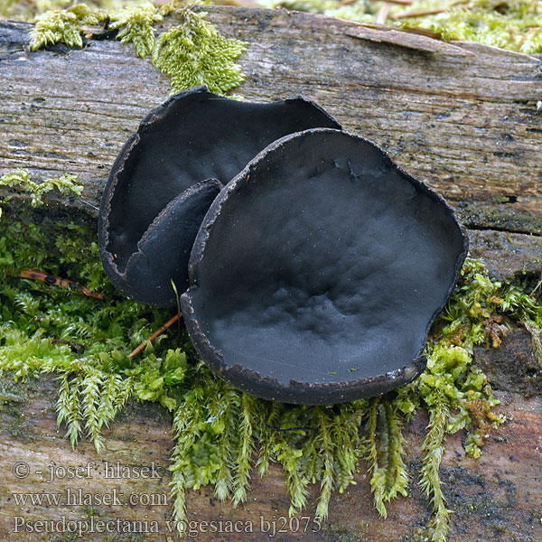 Pseudoplectania vogesiaca bj2075